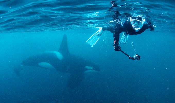 Snorkelling with Orcas