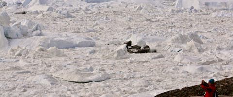 West Greenland Safari