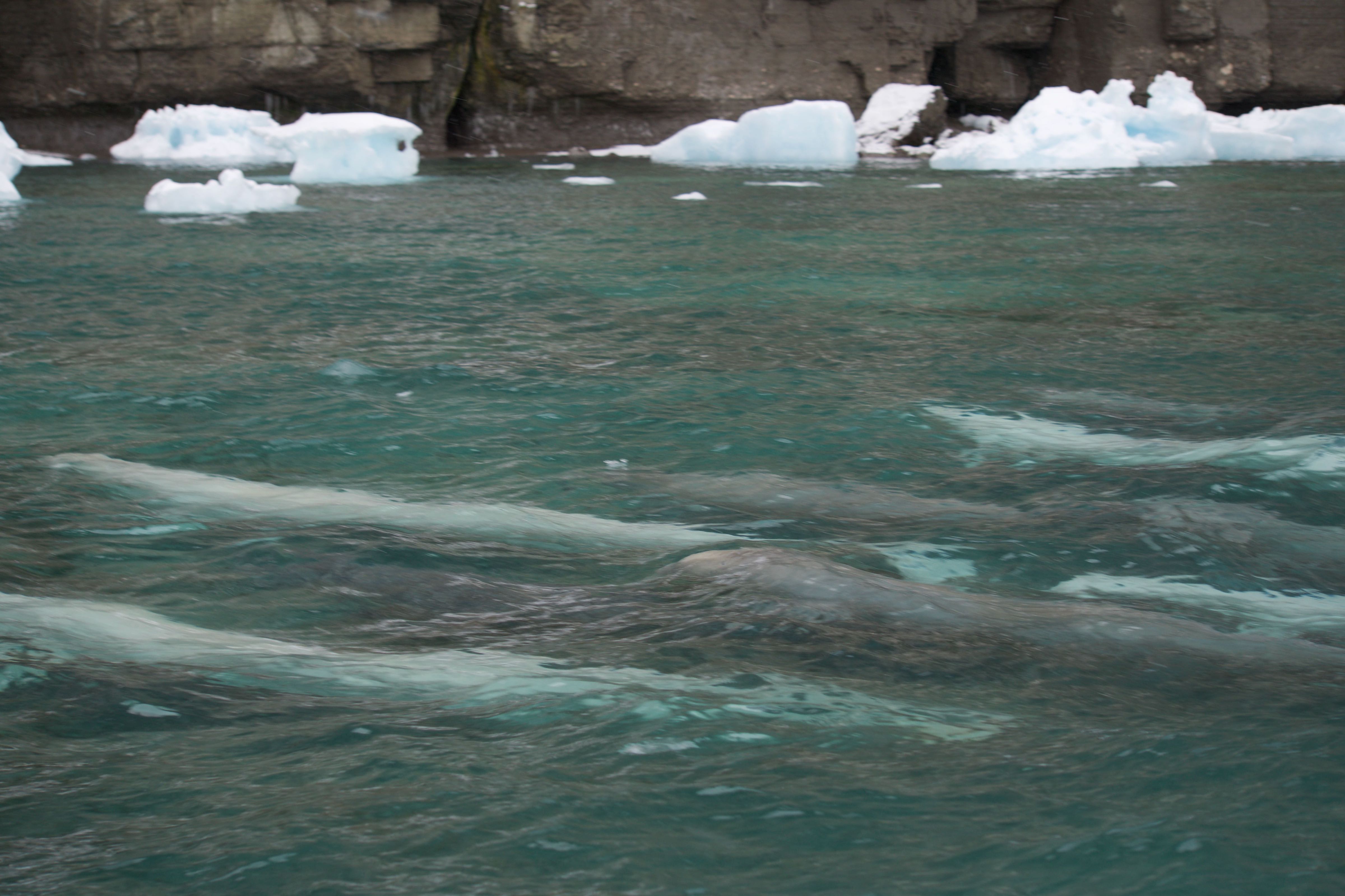Beluga whales, Beechey
