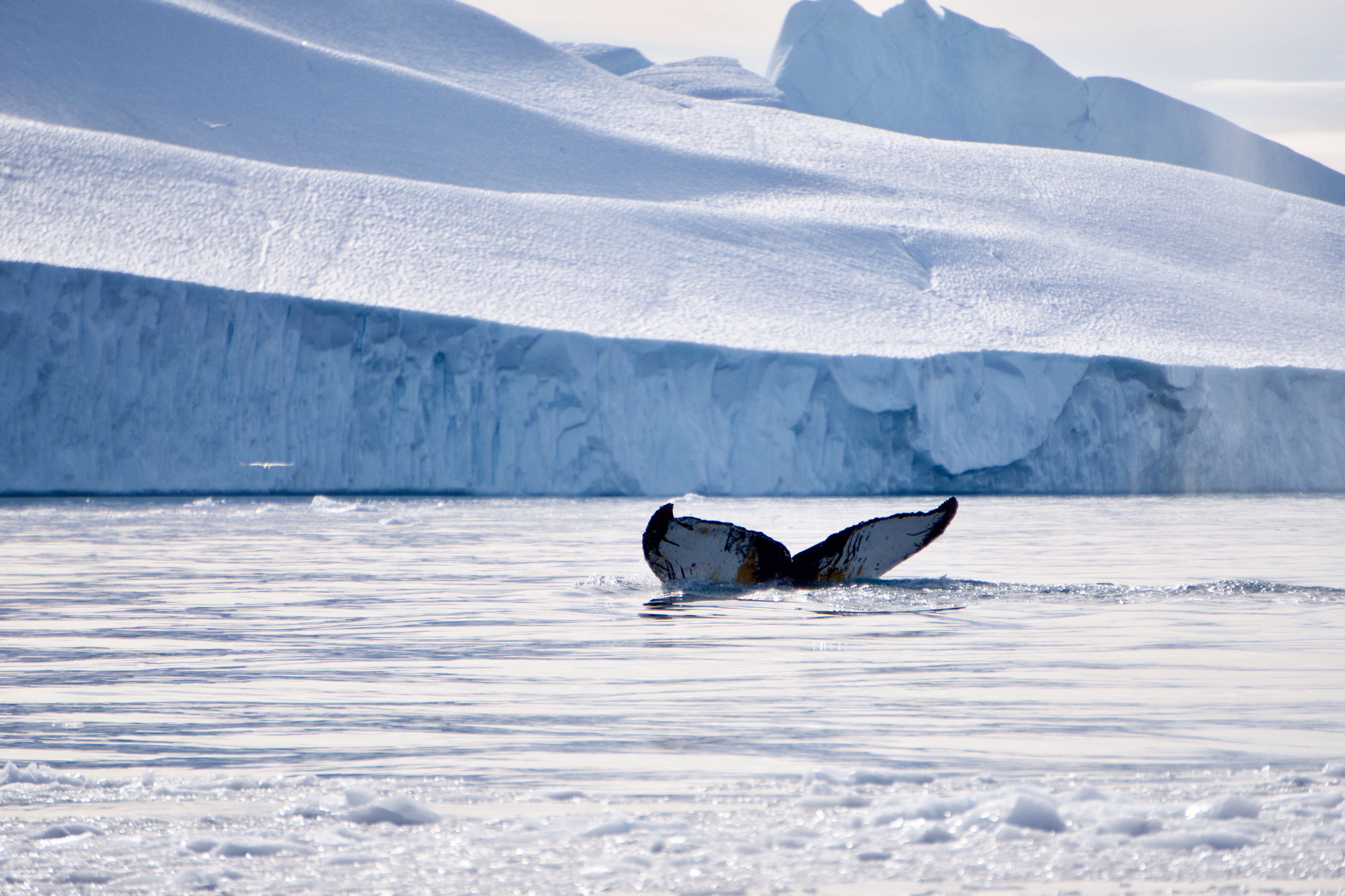 Humpback whale diving