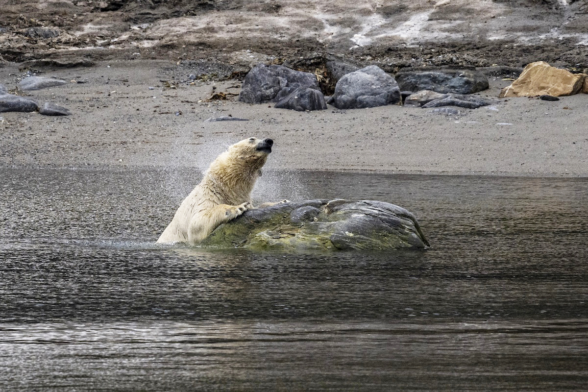Polar bear emerging from the sea at Ny-London, Svalbard