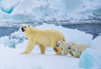 Polar bear with cubs, Spitsbergen