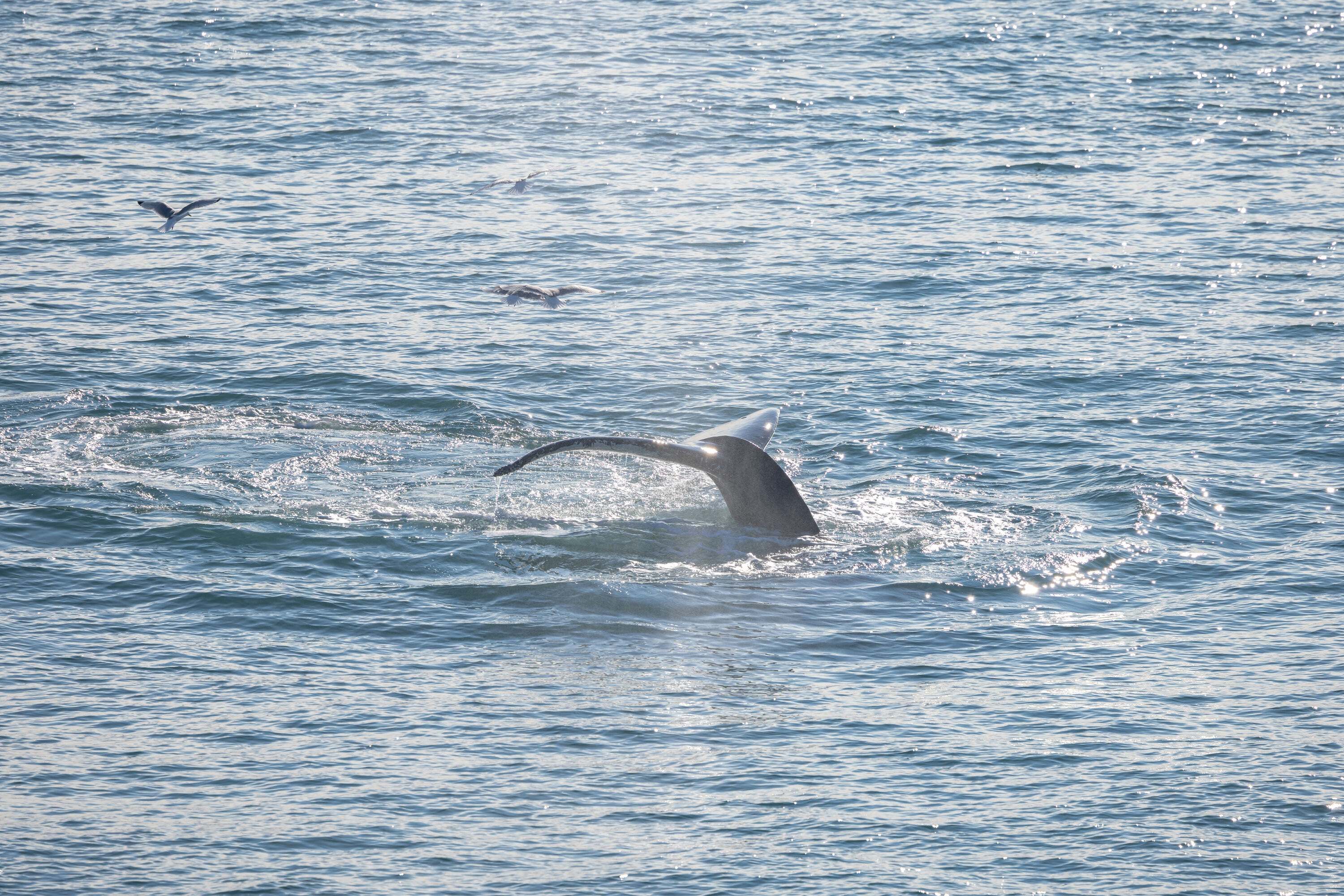 A whale's flukes pop out of the sea in the Arctic