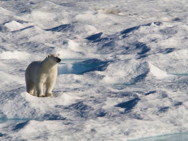 A polar bear in Baffin Bay