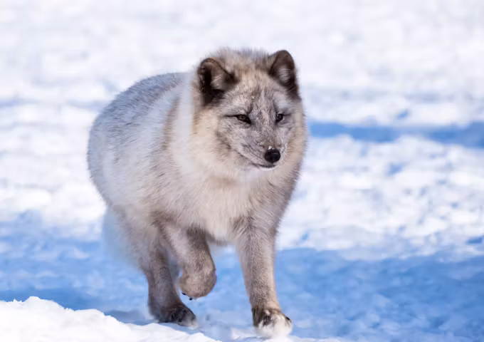 Arctic Photography Tours