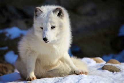 Svalbard Wildlife