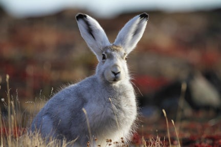 Arctic Animals & Wildlife