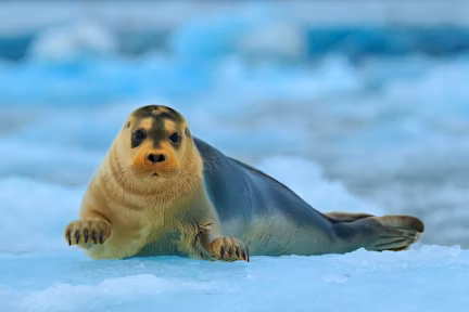 Arctic Animals & Wildlife