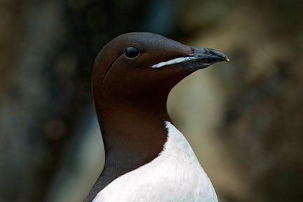 Arctic Animals & Wildlife