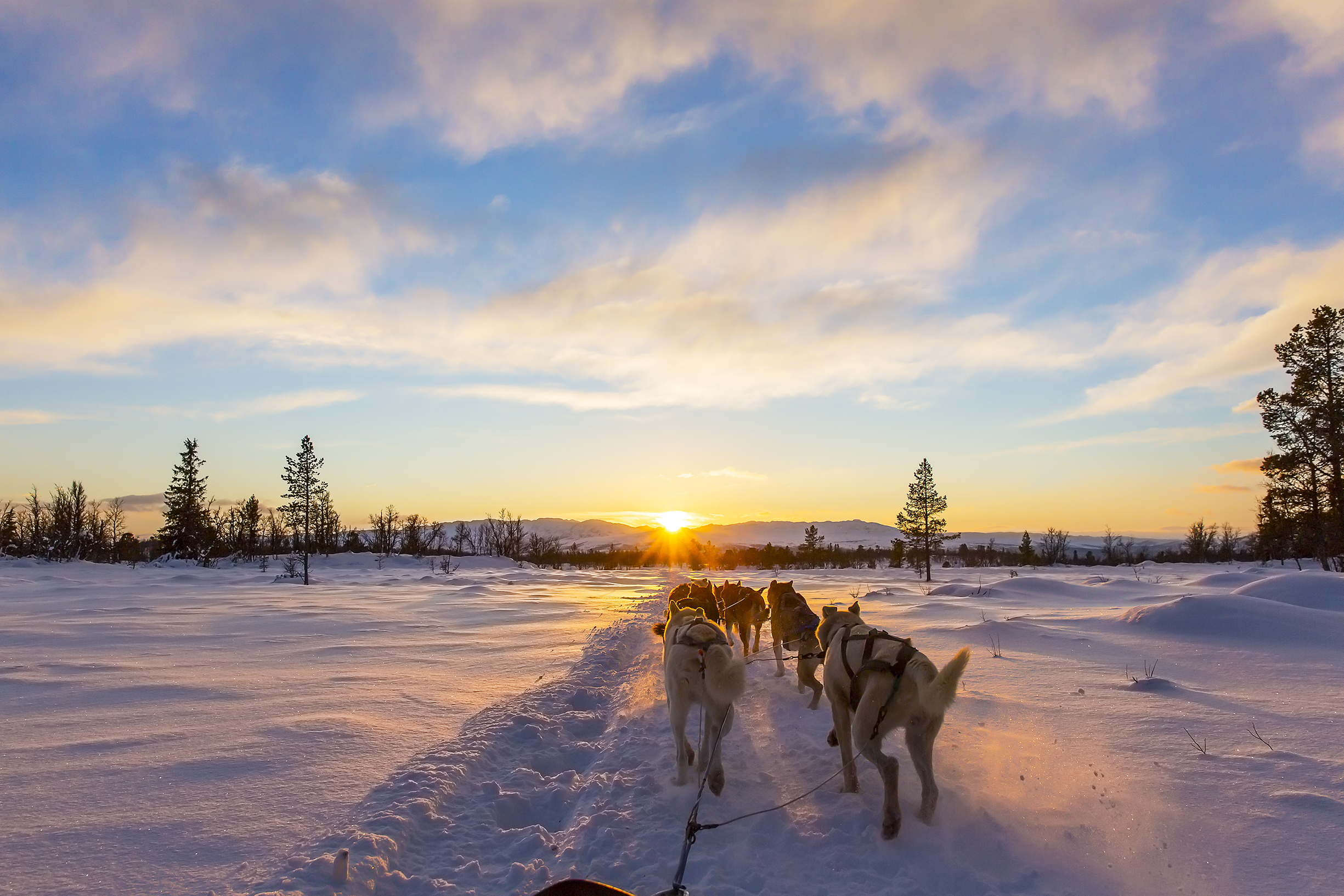 Dog Sledding Tours