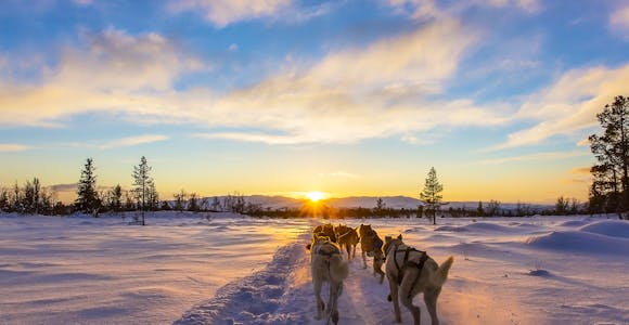 Dog Sledding Tours