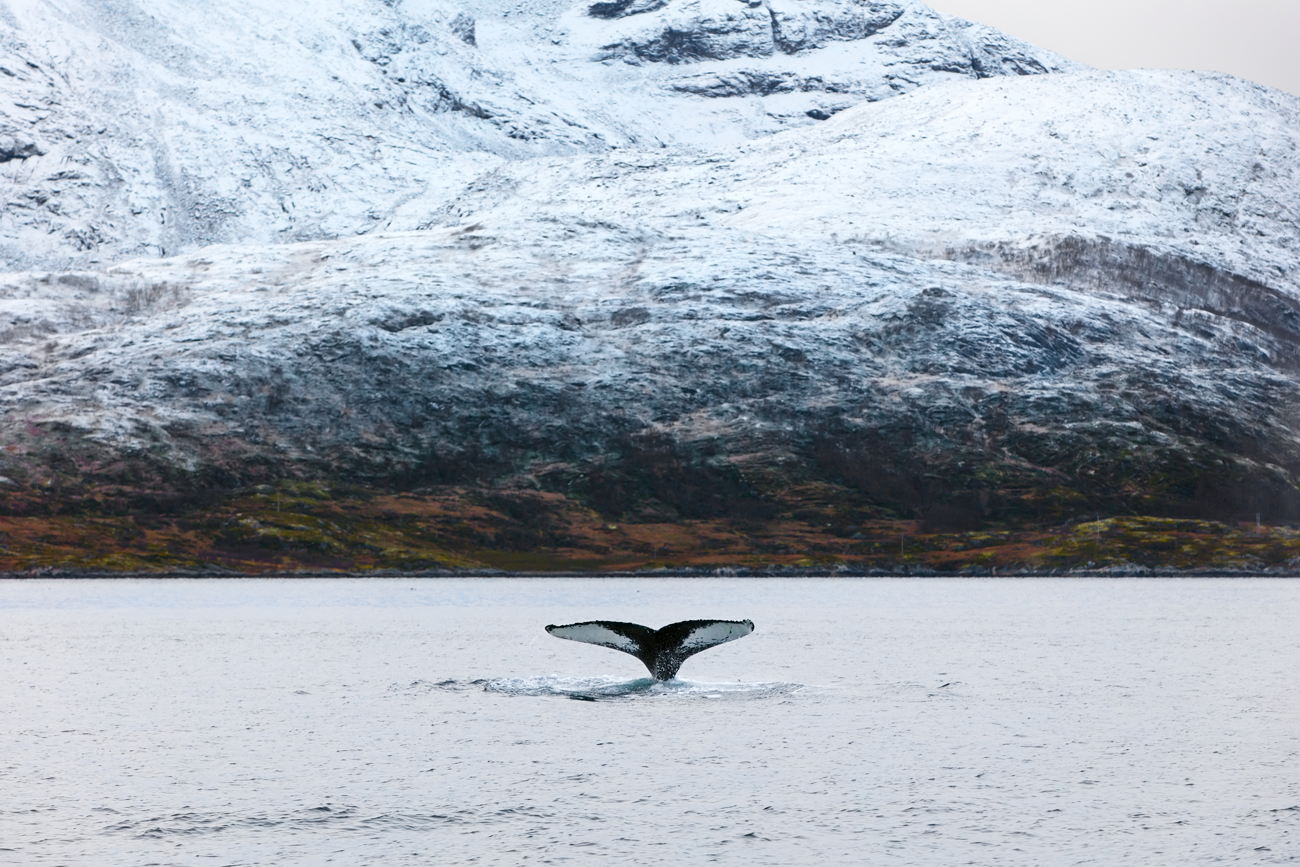 Ultima Thule Northwest Passage West Greenland Swoop Arctic