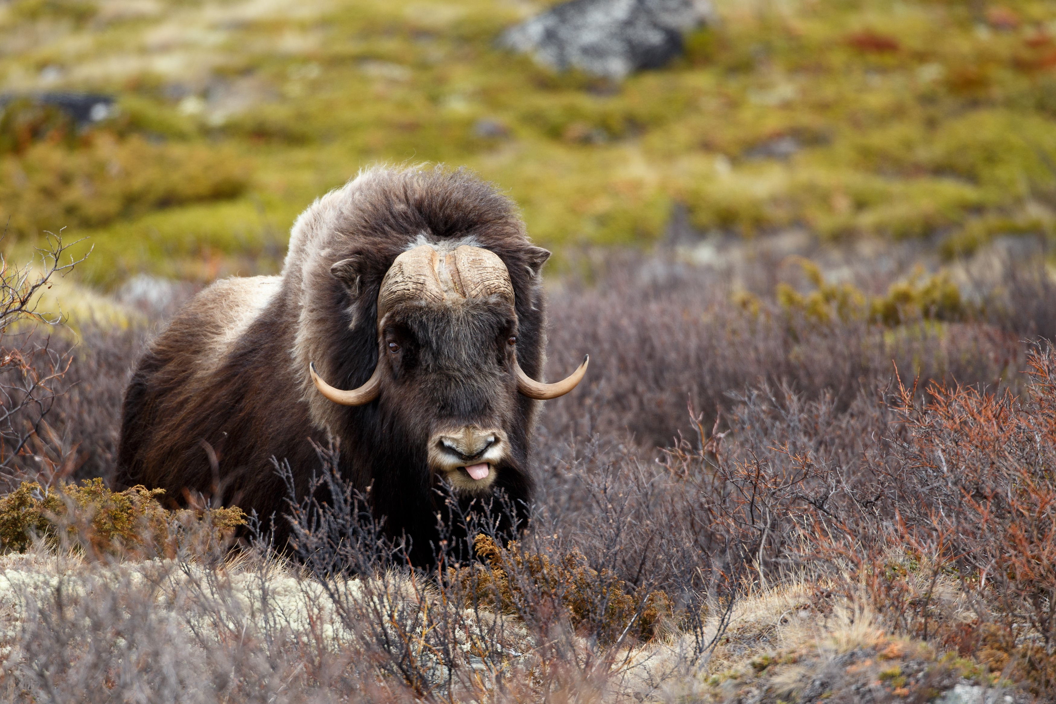 Land-based Arctic travel