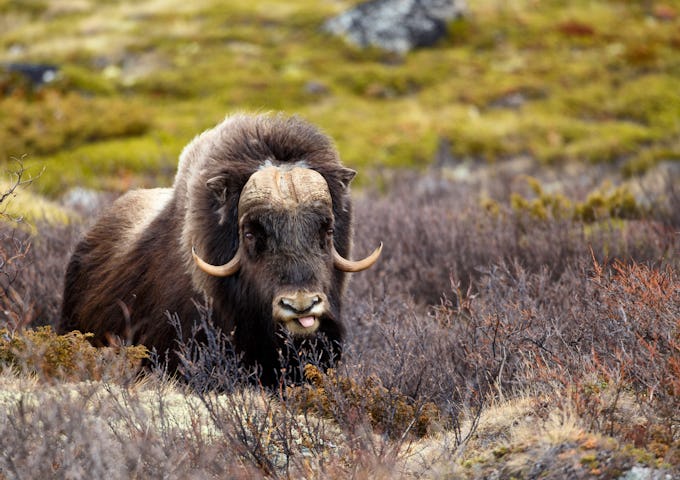 Land-based Arctic travel