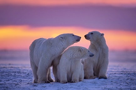 Cruises & expeditions to the North Pole