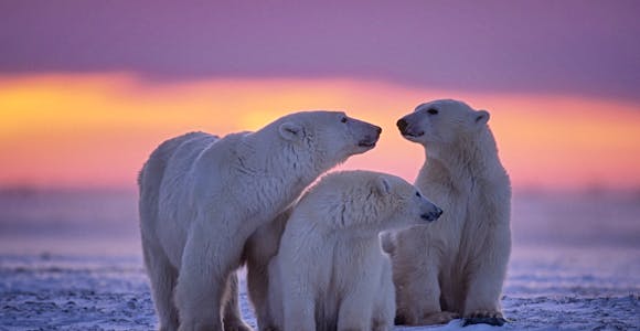 Using your Adventure Planner