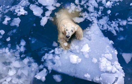 Svalbard Wildlife