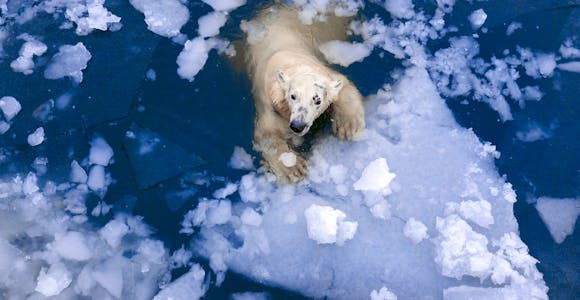 Svalbard Wildlife