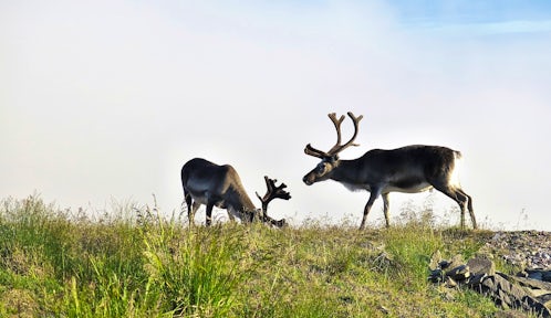 Svalbard Wildlife