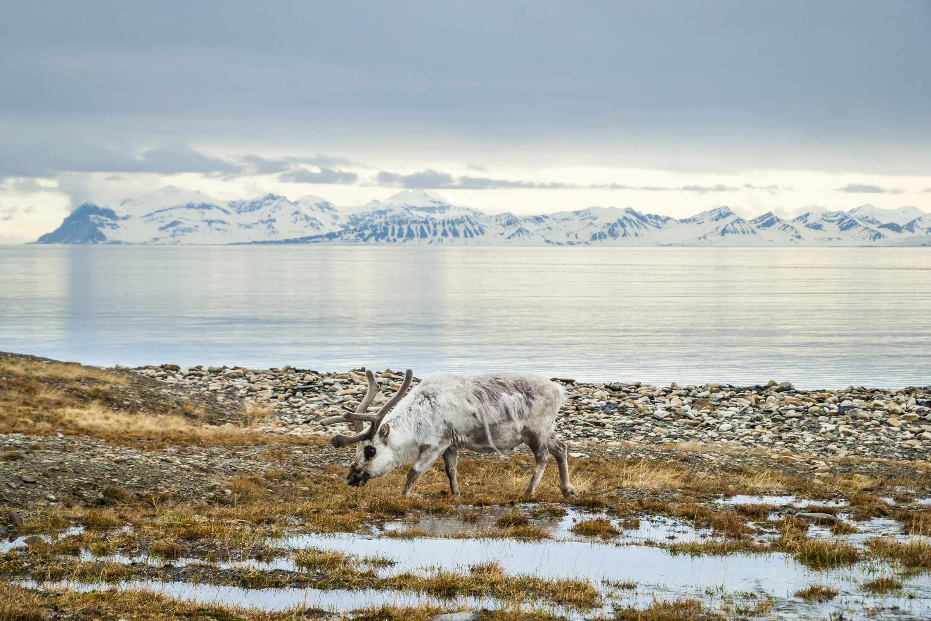 Greenland Wildlife