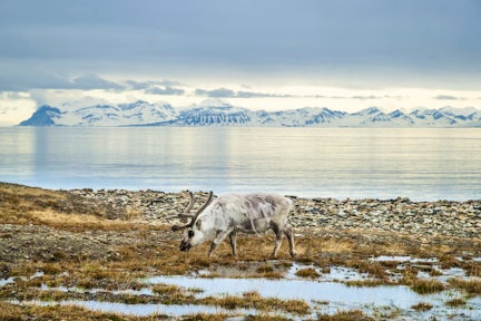 Greenland Wildlife