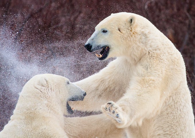 Arctic Photography Tours