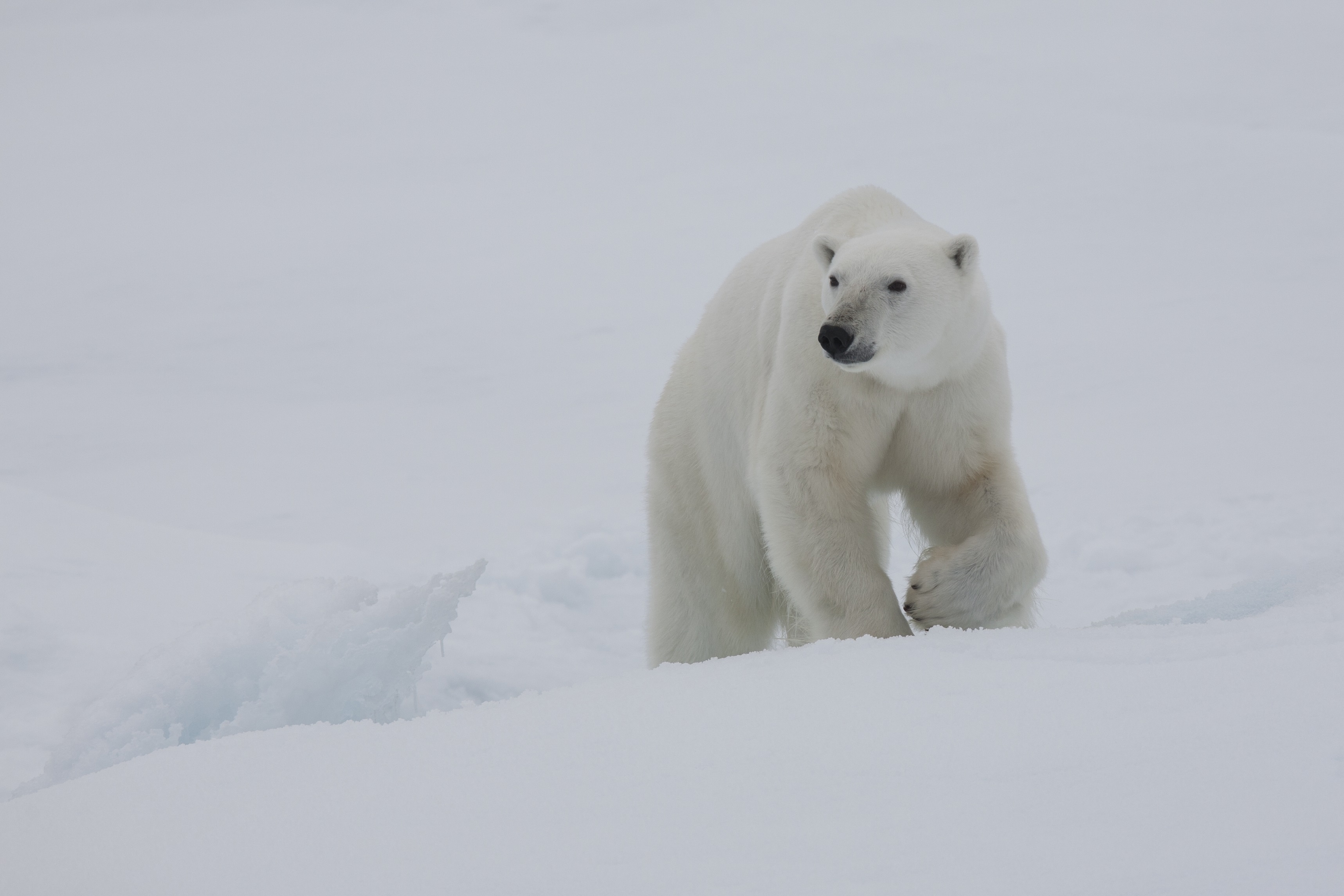 Greenland Wildlife