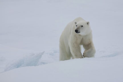 Greenland Wildlife