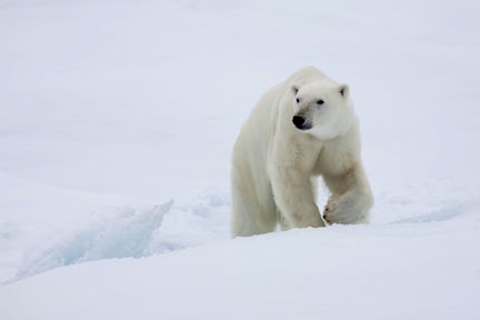 Polar Bear Tours