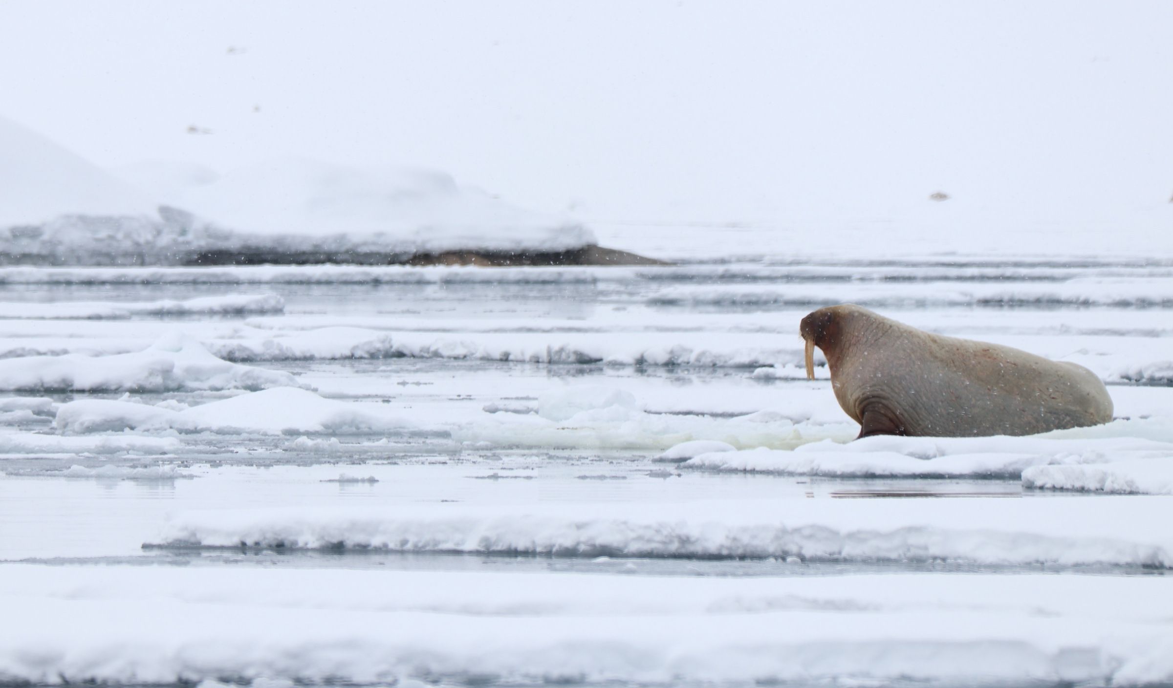 A walrus on the ice, Svalbard, in May 