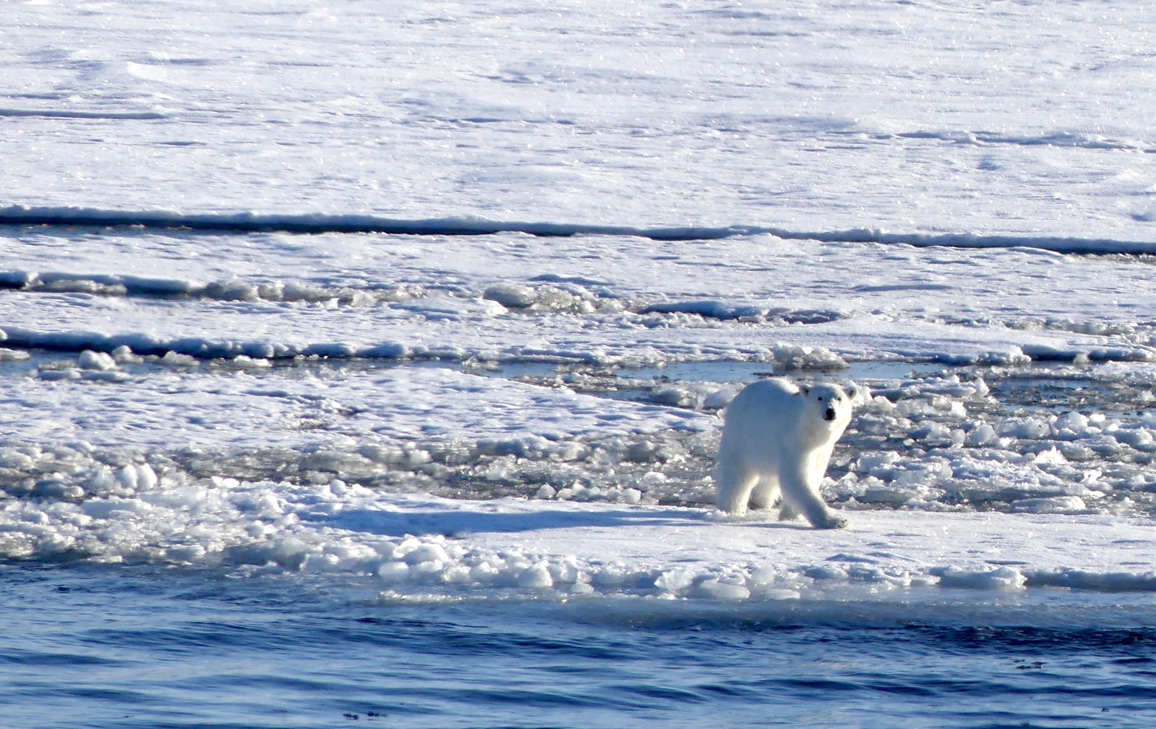 A polar bear on the ice