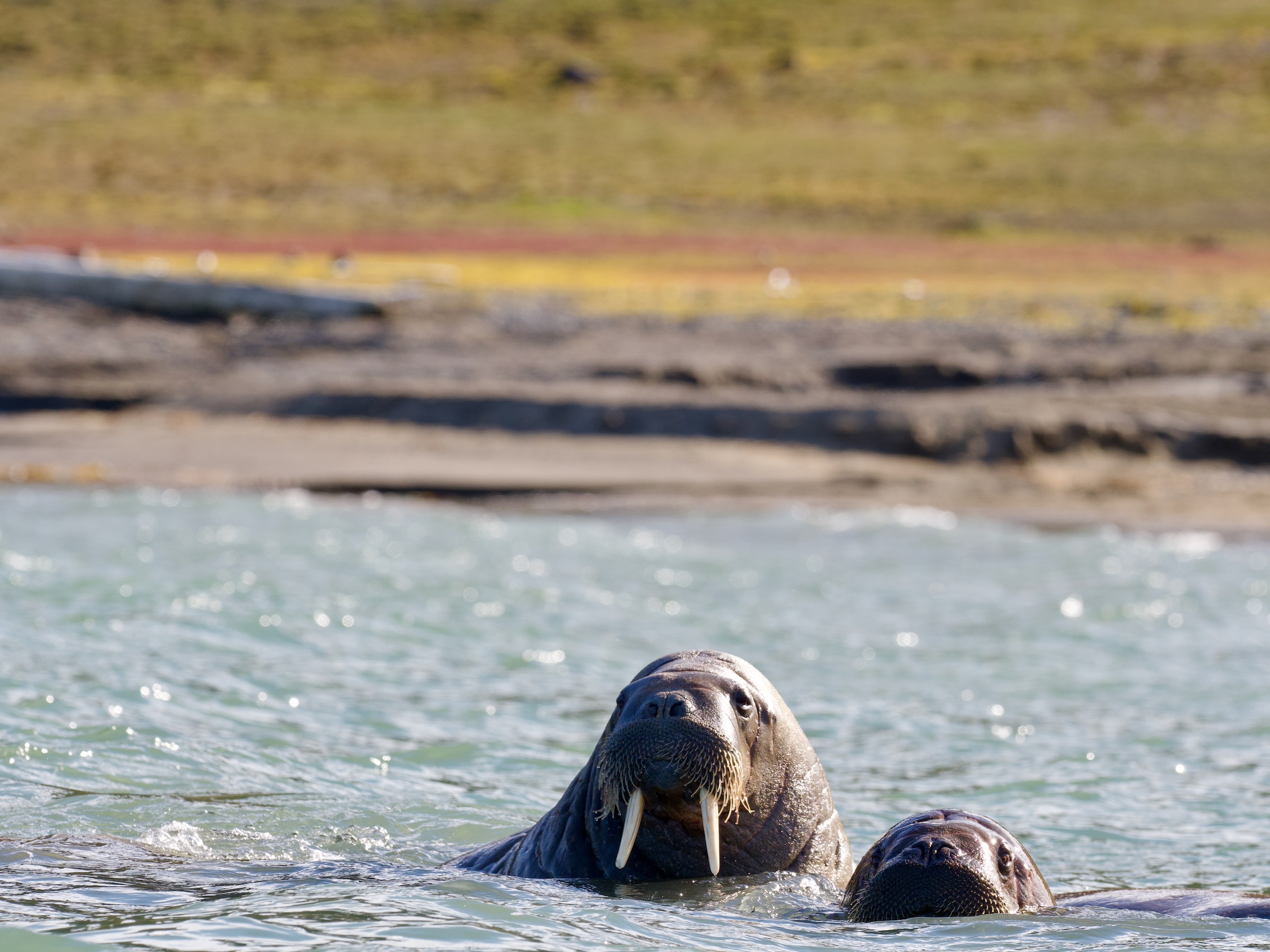 See walrus swimming in Svalbard