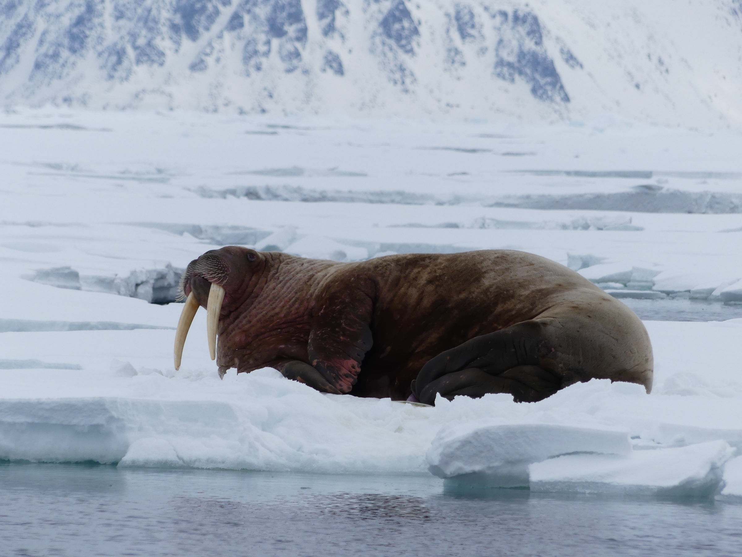 Walrus on the snow in Svalbard during Spring