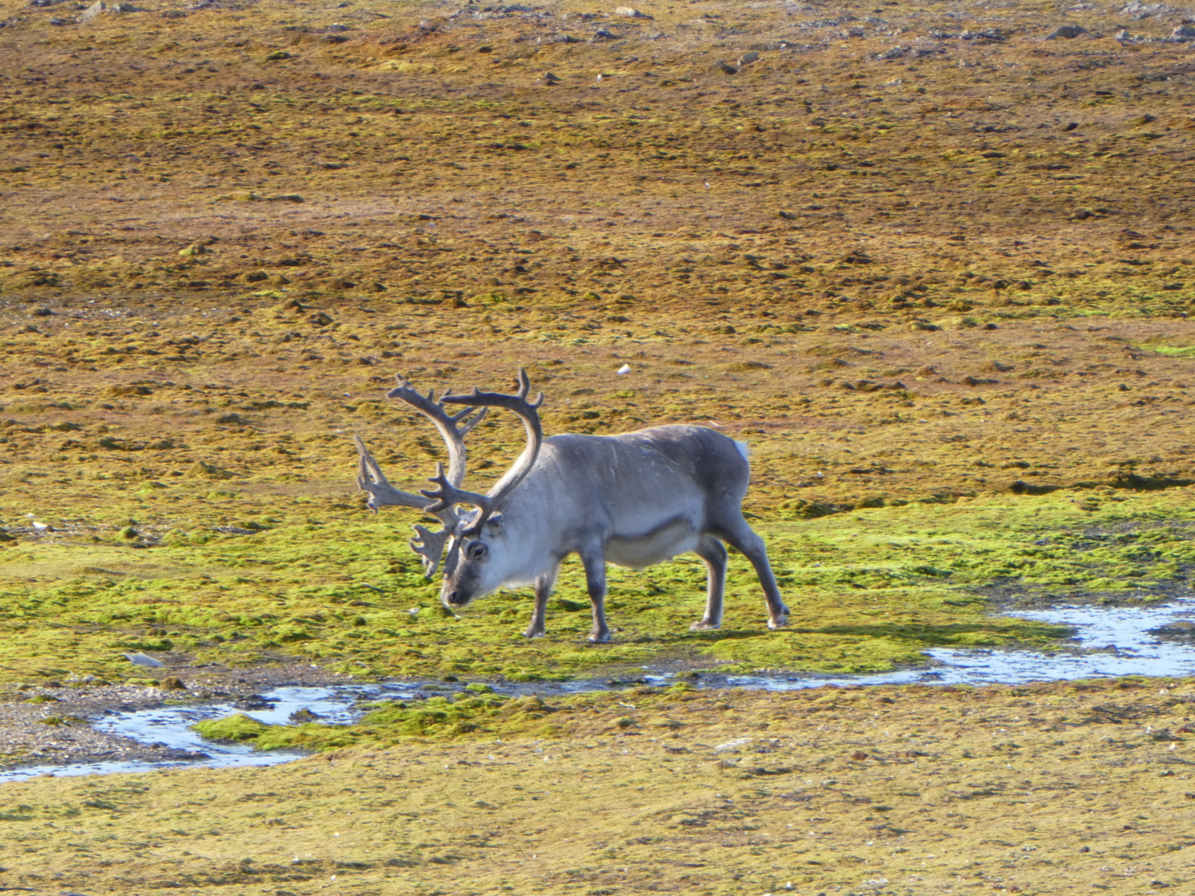 A reindeer on the tundra, Svalbard
