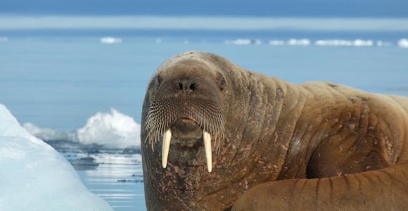 A walrus makes eye contact