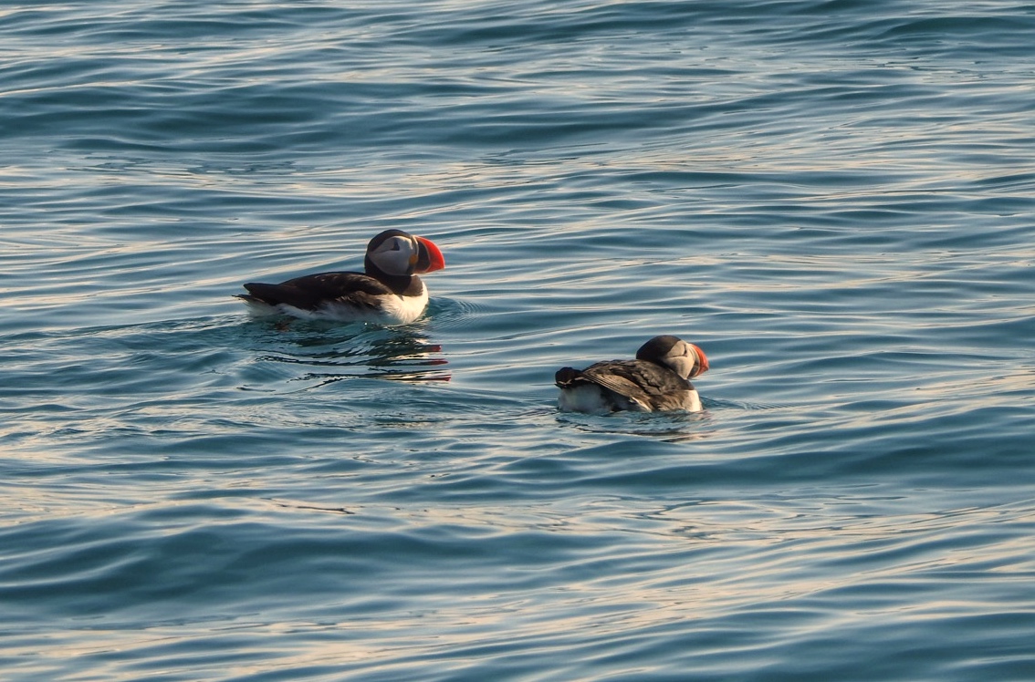 Puffins bob in Arctic waters