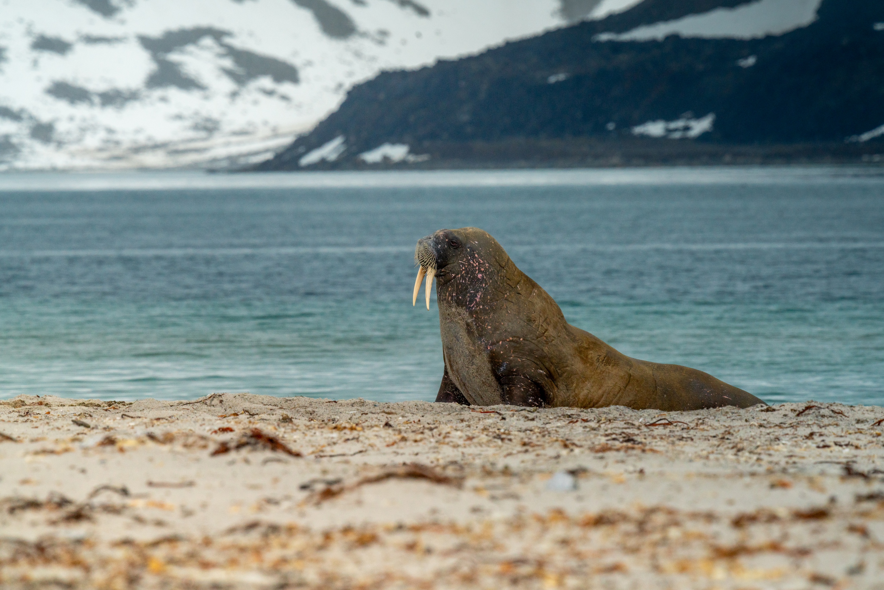 A walrus sits on a beach in the Arctic