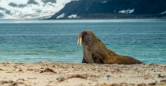 A walrus sits on a beach in the Arctic