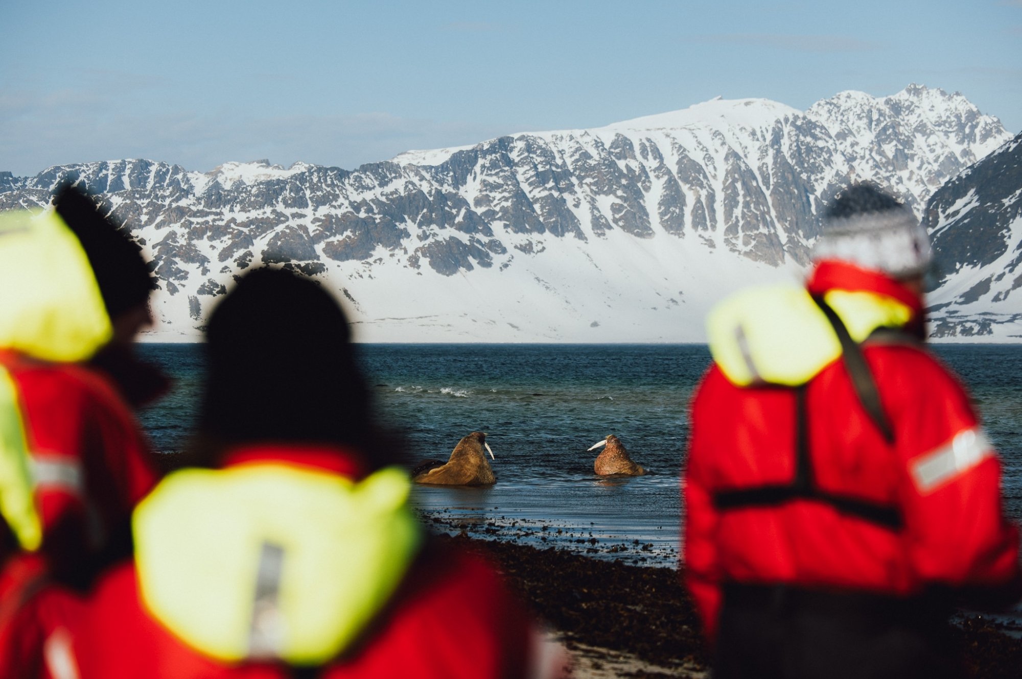 Svalbard Wildlife Safari by Small Ship
