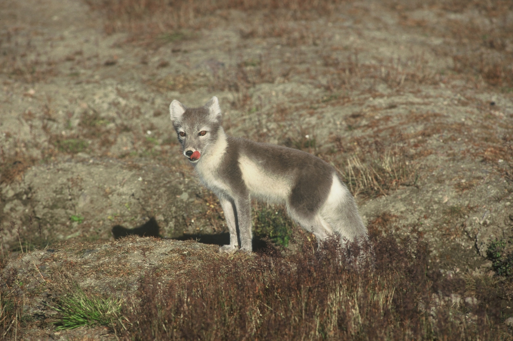 An Arctic fox in Svalbard