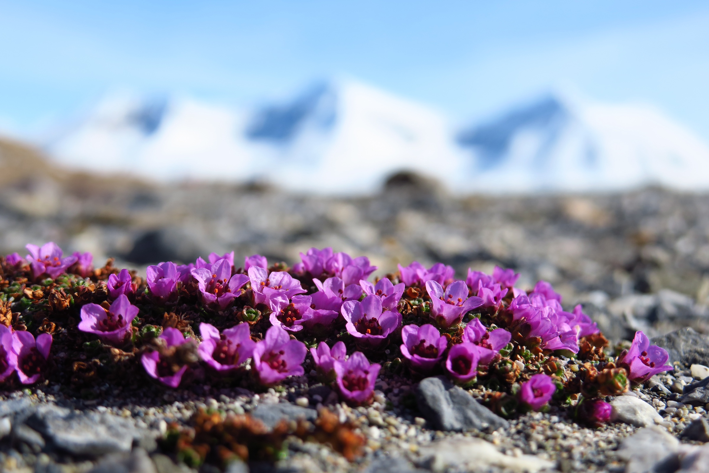 Beautiful purple wildflowers on the tundra of Svalbard