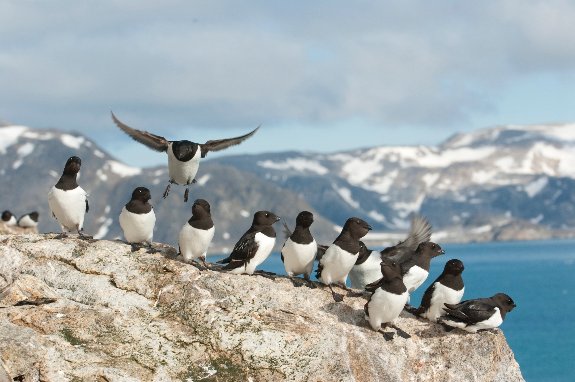 Little auks on Svalbard
