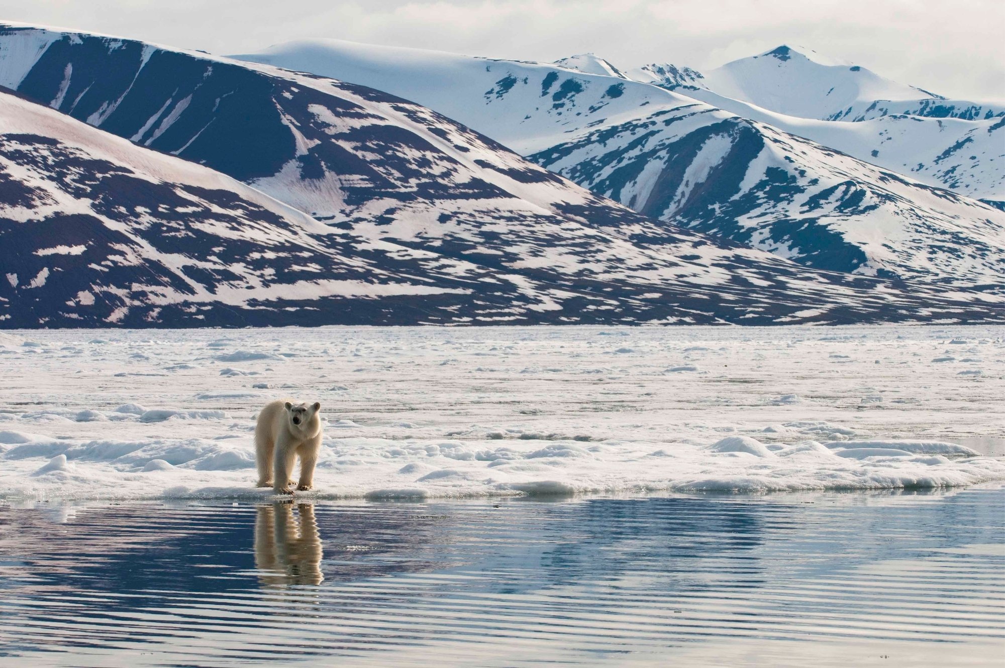 In-Depth Svalbard by Small Ship
