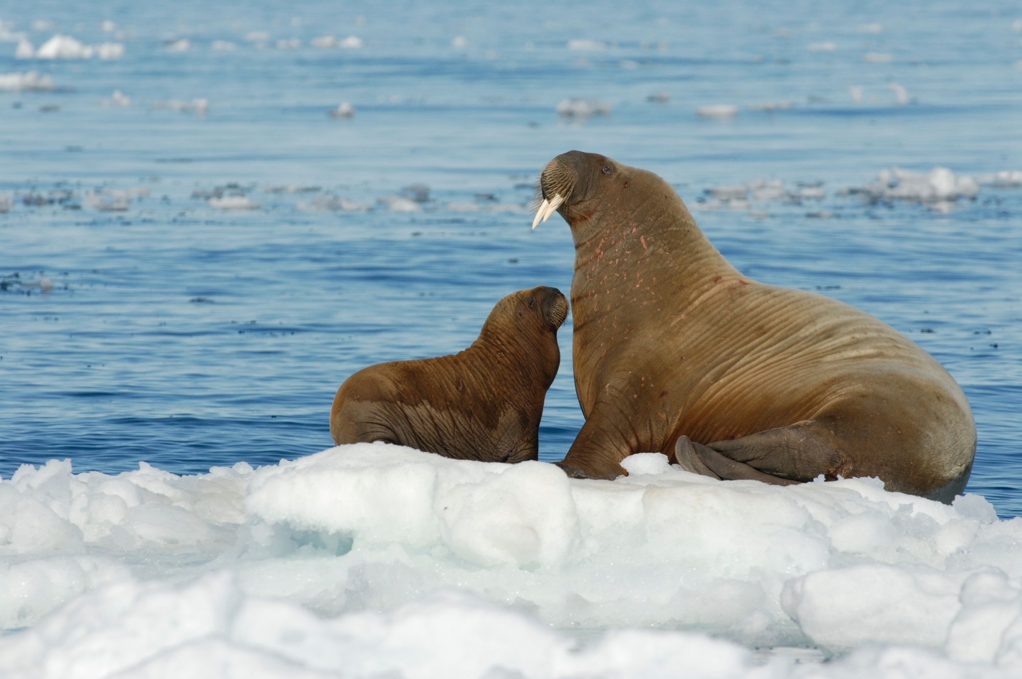 Walrus and a calf lounge on the snow in Svalbard