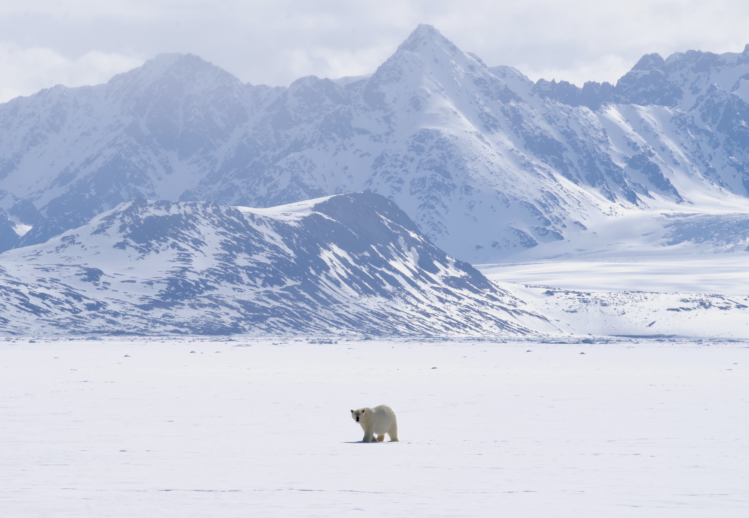 A polar bear trundles along the snow